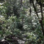 Martinique North Island Private Tour - A Deep Dive into the Martinique North Island Private Tour