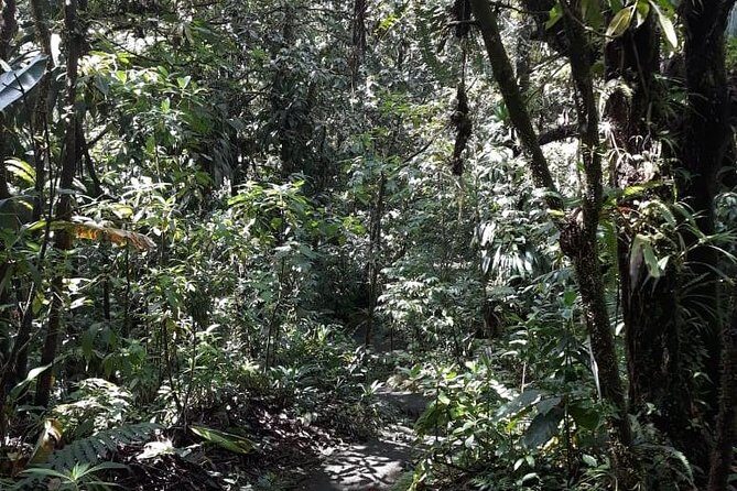 Martinique North Island Private Tour - A Deep Dive into the Martinique North Island Private Tour