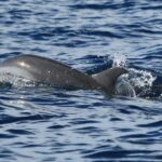 Martinique : Observation des dauphins et snorkeling - The Breakdown of the Itinerary