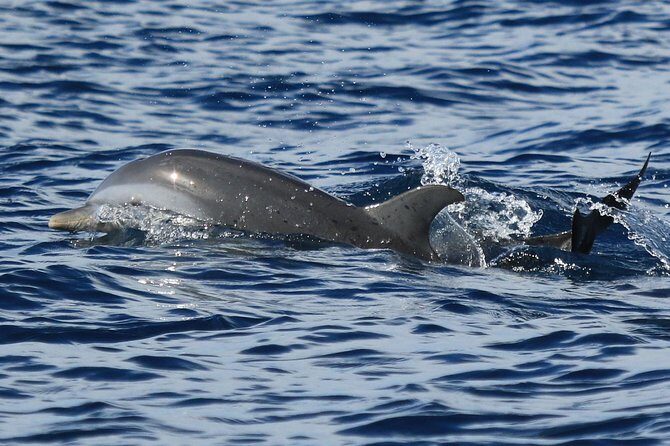 Martinique : Observation des dauphins et snorkeling - The Breakdown of the Itinerary