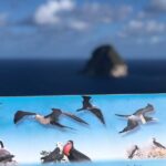 Martinique Shore Excursion - Authentic Tour of Southern Martinique - Practical Tips & Recommendations