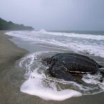 Matura Beach Turtle-Watching Experience - A Deep Dive into the Matura Beach Turtle-Watching Experience