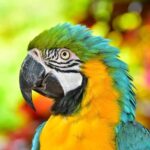 Maya Culture and History, Secluded Island and Animal Rescue Center at Maya Key - Why This Tour Offers Excellent Value