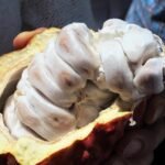 Mayan Chocolate Making & Waterfall Swimming From Placencia - Value and Practicalities