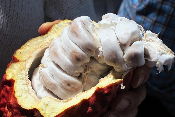 Mayan Chocolate Making & Waterfall Swimming From Placencia - Value and Practicalities