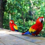 Mayan Eden Eco Park, Chocolate Factory & Transfer - Authenticity and Traveler Feedback