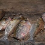 MDD: Yacumama Lake and Piranha fishing - An In-Depth Look at the Tour Experience