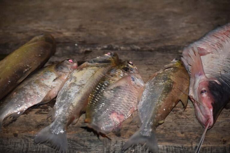 MDD: Yacumama Lake and Piranha fishing - An In-Depth Look at the Tour Experience