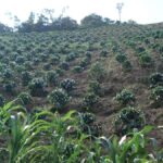 Medellin: Coffee Experience and Workshop - A Closer Look at the Coffee Experience Tour