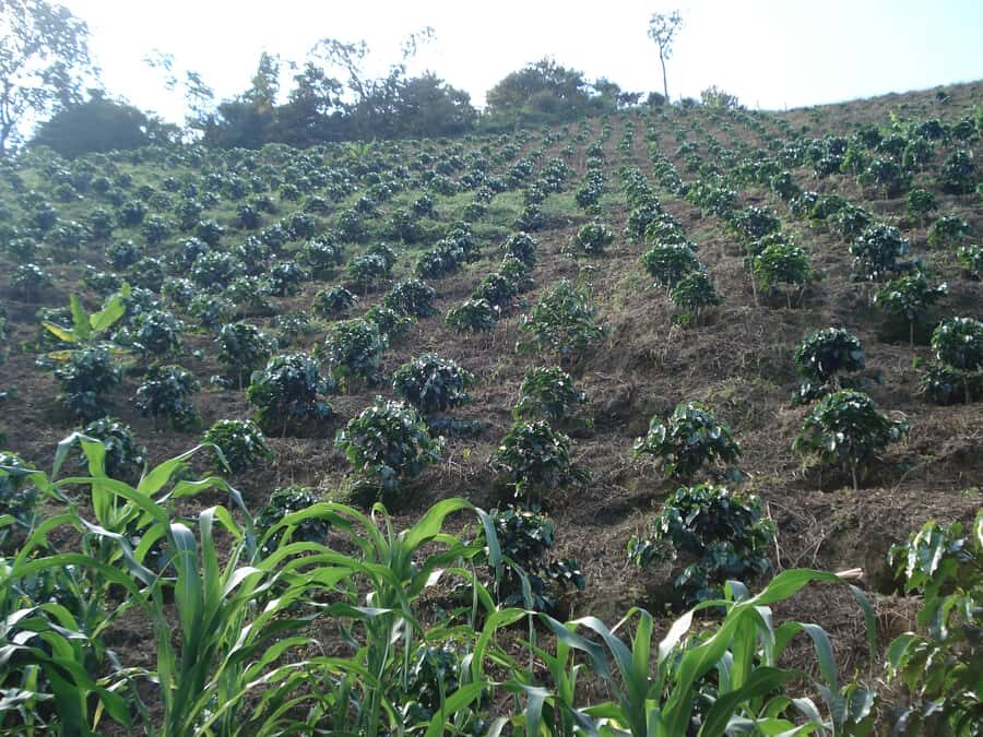 Medellin: Coffee Experience and Workshop - A Closer Look at the Coffee Experience Tour