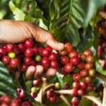 Medellin: Coffee Farm Tour with Tasting and Lunch - Why This Tour Stands Out