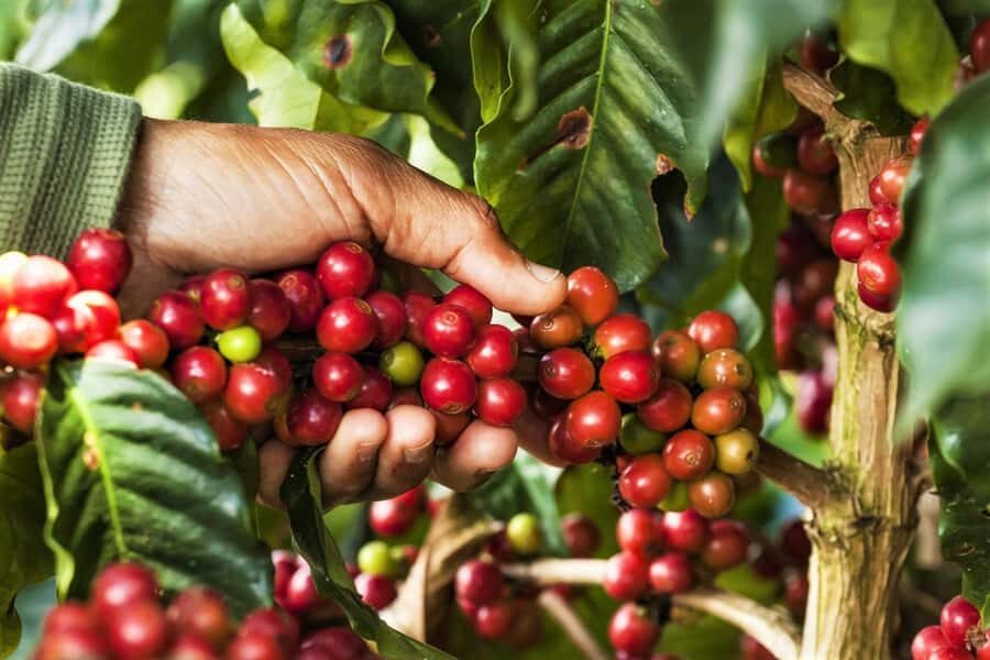 Medellin: Coffee Farm Tour with Tasting and Lunch - Why This Tour Stands Out