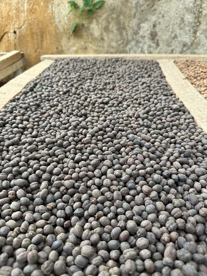 Medellín Coffee Farm Tour with Trolley and Cable Car Ride - In-Depth Review of the Medellín Coffee Farm Tour