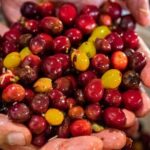 Medellin Coffee Tour - Practical Details and Considerations