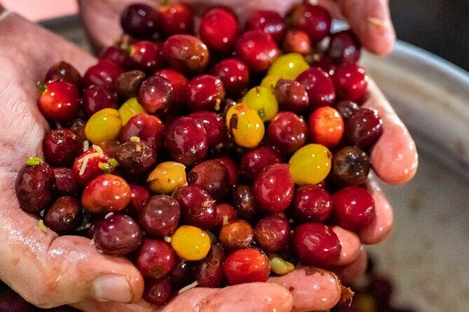 Medellin Coffee Tour - Practical Details and Considerations