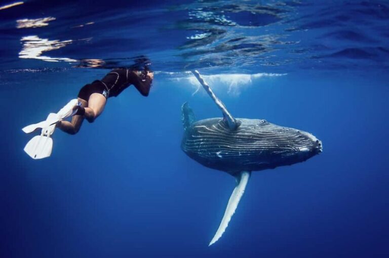 Miches: Half Day Whale Watching Catamaran Tour with Snacks - The Experience on the Water