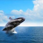 Miches : Private Whale Watching Samana bay - What to Expect on the Tour