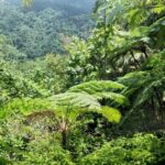 Millet Rainforest Hiking Experience - Final Thoughts: Is It Worth It?