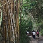 Minca: Hidden Waterfall + Coffee and Cocoa Workshop - Exploring Minca: A Closer Look at the Experience