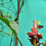 Mindo: Bird watching, Chocolate, Waterfall and Adventure - Discovering Mindo: A Natural and Cultural Treasure