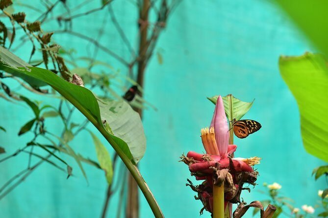 Mindo: Bird watching, Chocolate, Waterfall and Adventure - Discovering Mindo: A Natural and Cultural Treasure