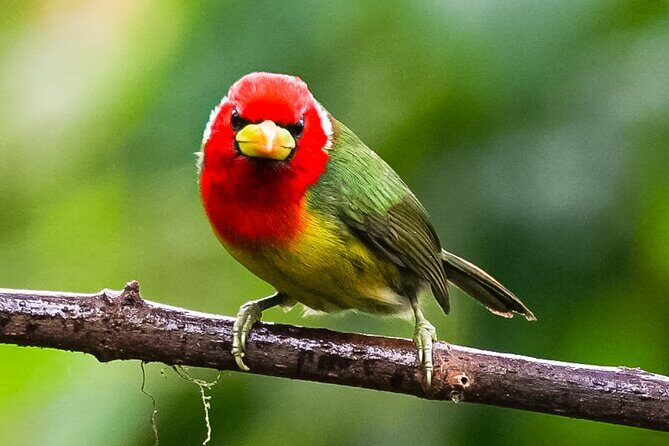 Mindo Cloud Forest Birdwatching Tour - Exploring the Mindo Cloud Forest Birdwatching Tour