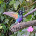 Mindo Cloud Forest Customizable - Practical Details: Transportation, Cost, and Group Size