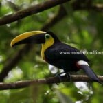 Mindo Cloud Forest Day Tours PRIVATE by Richard Hernandez - Who Will Love This Tour?