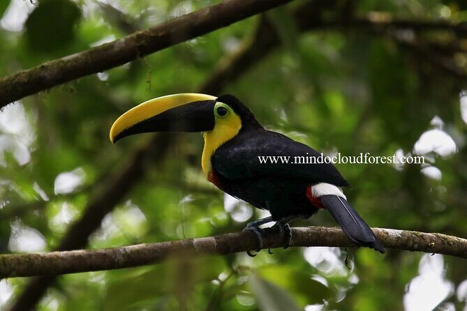 Mindo Cloud Forest Day Tours PRIVATE by Richard Hernandez - Who Will Love This Tour?