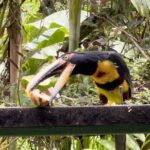 Mindo Cloud Forest Day Trip from Quito  Birdwatching & Adventure - Why This Tour Stands Out
