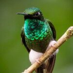 Mindo Cloud Forest Guided Private Tour - Why This Tour Offers Great Value