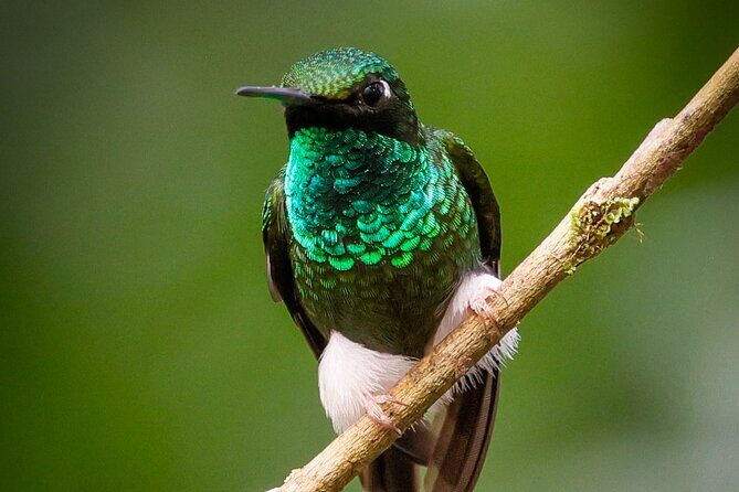 Mindo Cloud Forest Guided Private Tour - Why This Tour Offers Great Value