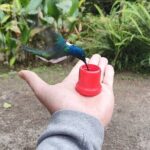 Mindo Cloud Forest Private Tour: Birdwatching, Birds & Nature - The Experience in Detail