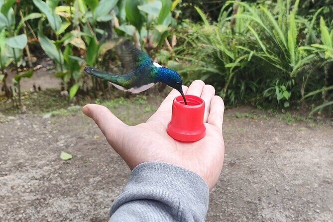 Mindo Cloud Forest Private Tour: Birdwatching, Birds & Nature - The Experience in Detail