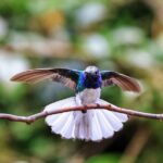 Mindo Cloud Forest Private Tour: Chocolate, Coffee, Birds, Nature - Who Will Love This Tour?