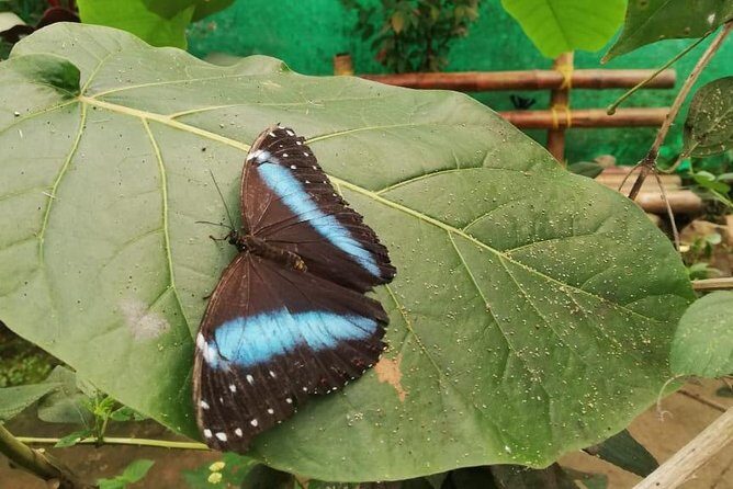 Mindo Cloud Forest - Private tour from Quito - Nature, Waterfalls and Chocolate - Final Thoughts