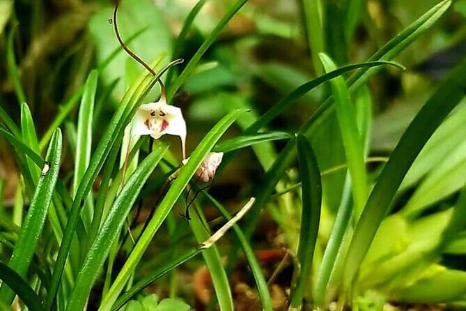 Mindo Nature & Birds Private Tour - Who Will Love This Tour?