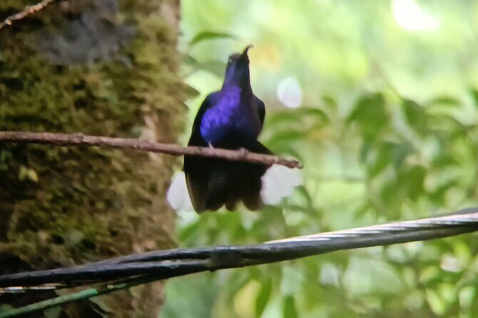 Miravalles Volcano Combo Tour - A Deep Dive into the Miravalles Volcano Combo Tour