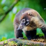 Mistico Arenal Hanging Bridges - Fruit & Guided Walk - Who Will Love This Tour?