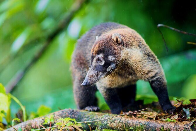 Mistico Arenal Hanging Bridges - Fruit & Guided Walk - Who Will Love This Tour?