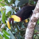 Mistico Park Arenal Hanging Bridges & Volcano Walk - In-Depth Look at the Tour Experience