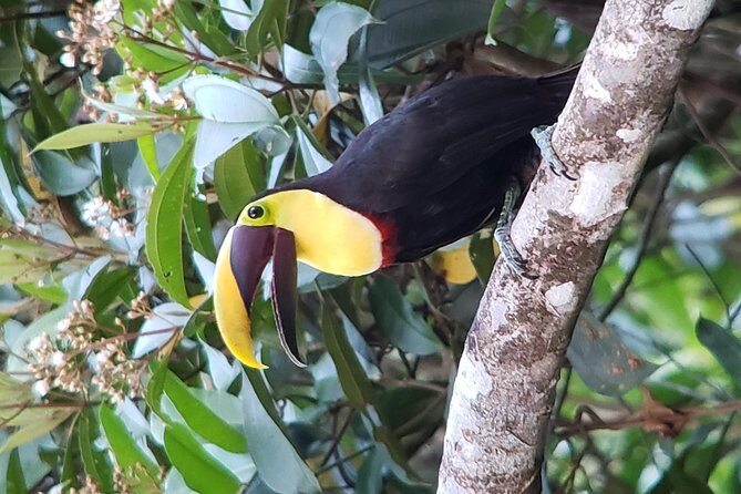 Mistico Park Arenal Hanging Bridges & Volcano Walk - In-Depth Look at the Tour Experience