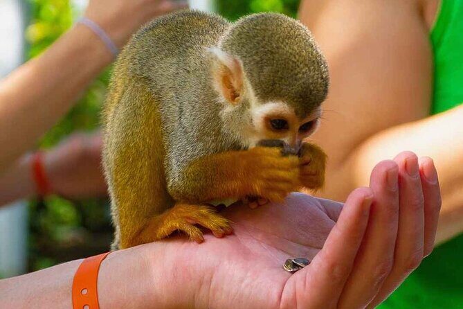 Monkey Enconter & Zip line Adventure - Authentic Feedback from Travelers