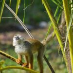 Monkey Encounter and Zip Line Tour from Amber Cove and Taino Bay - The Experience in Detail: Why It Works for Travelers