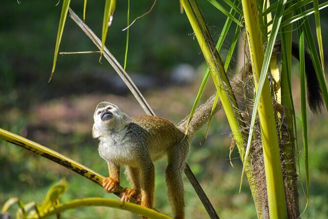 Monkey Encounter and Zip Line Tour from Amber Cove and Taino Bay - The Experience in Detail: Why It Works for Travelers
