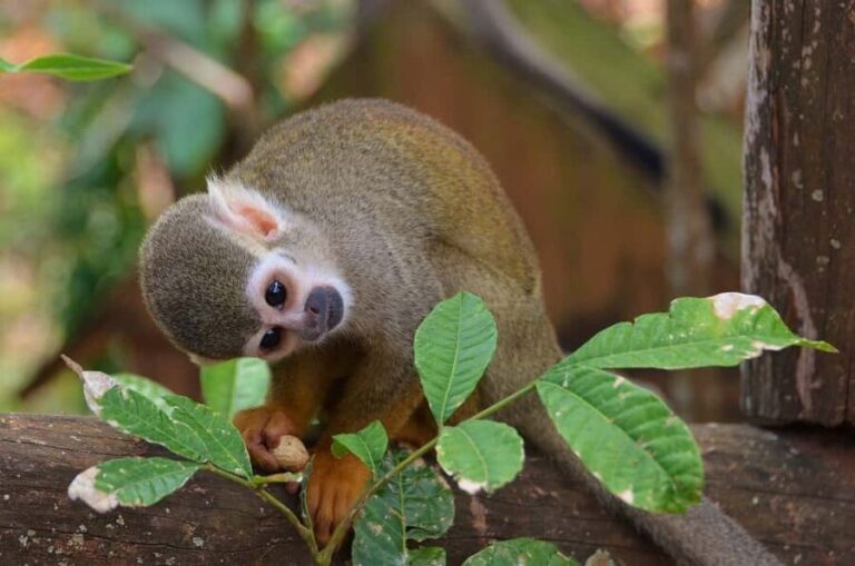 Monkey Encounter + ATV Riding Adventure  Puerto Plata - Who Will Love This Tour?