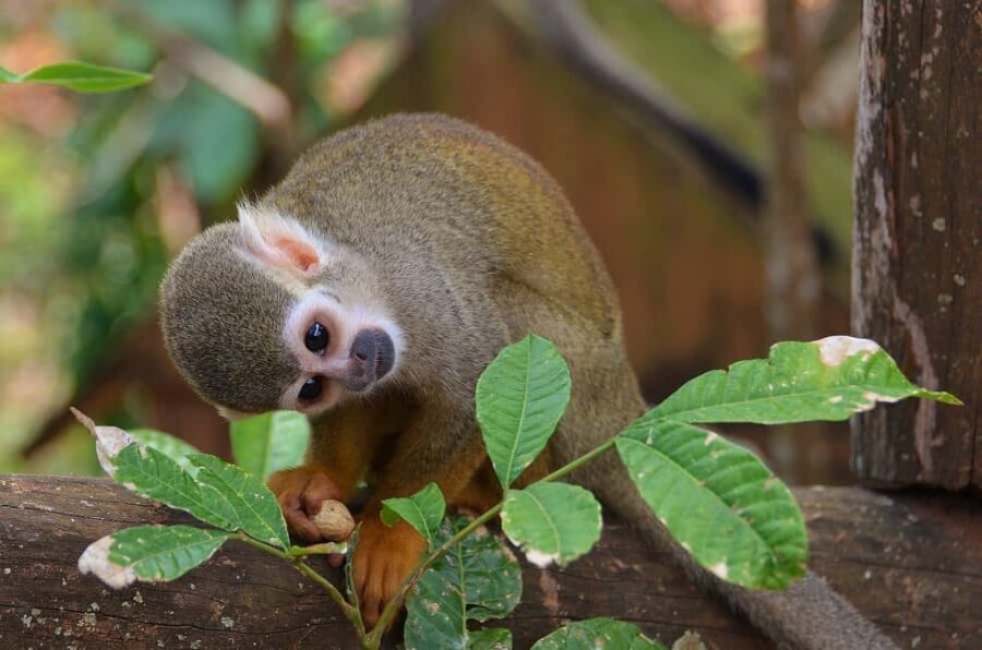 Monkey Encounter + ATV Riding Adventure Puerto Plata - Who Will Love This Tour?