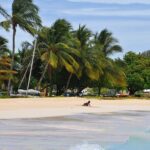 Monkey Feeding and Swimming with the Turtles Private Tour - Authentic Encounters and Guided Expertise