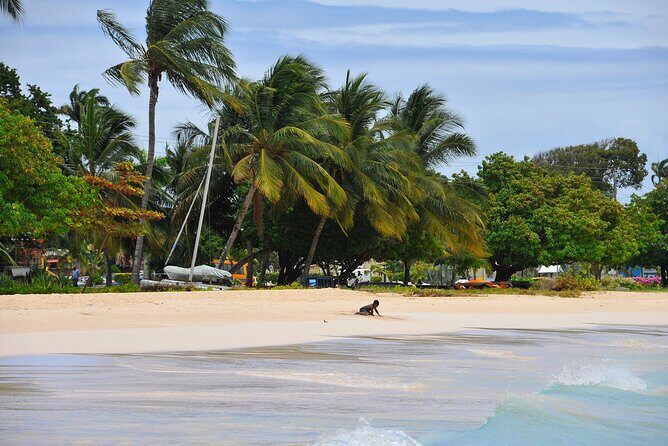 Monkey Feeding and Swimming with the Turtles Private Tour - Authentic Encounters and Guided Expertise