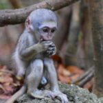 Monkey Feeding & Historic Sugar Plantation & Rum Distillery - Who Will Enjoy This Tour?